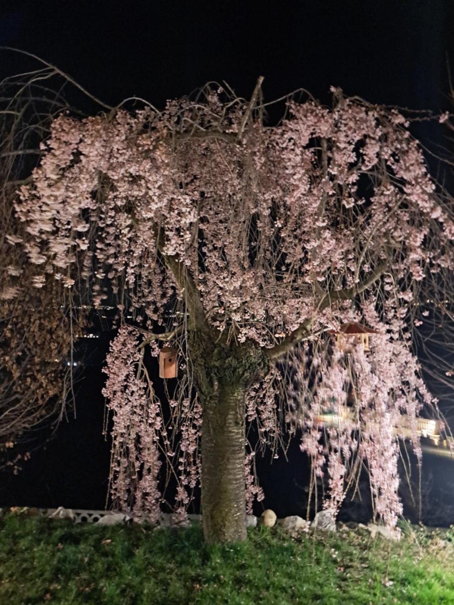 Cannubi San Lorenzo Barolo Buitenkant foto